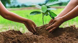 Planting Trees, Saving Tomorrow